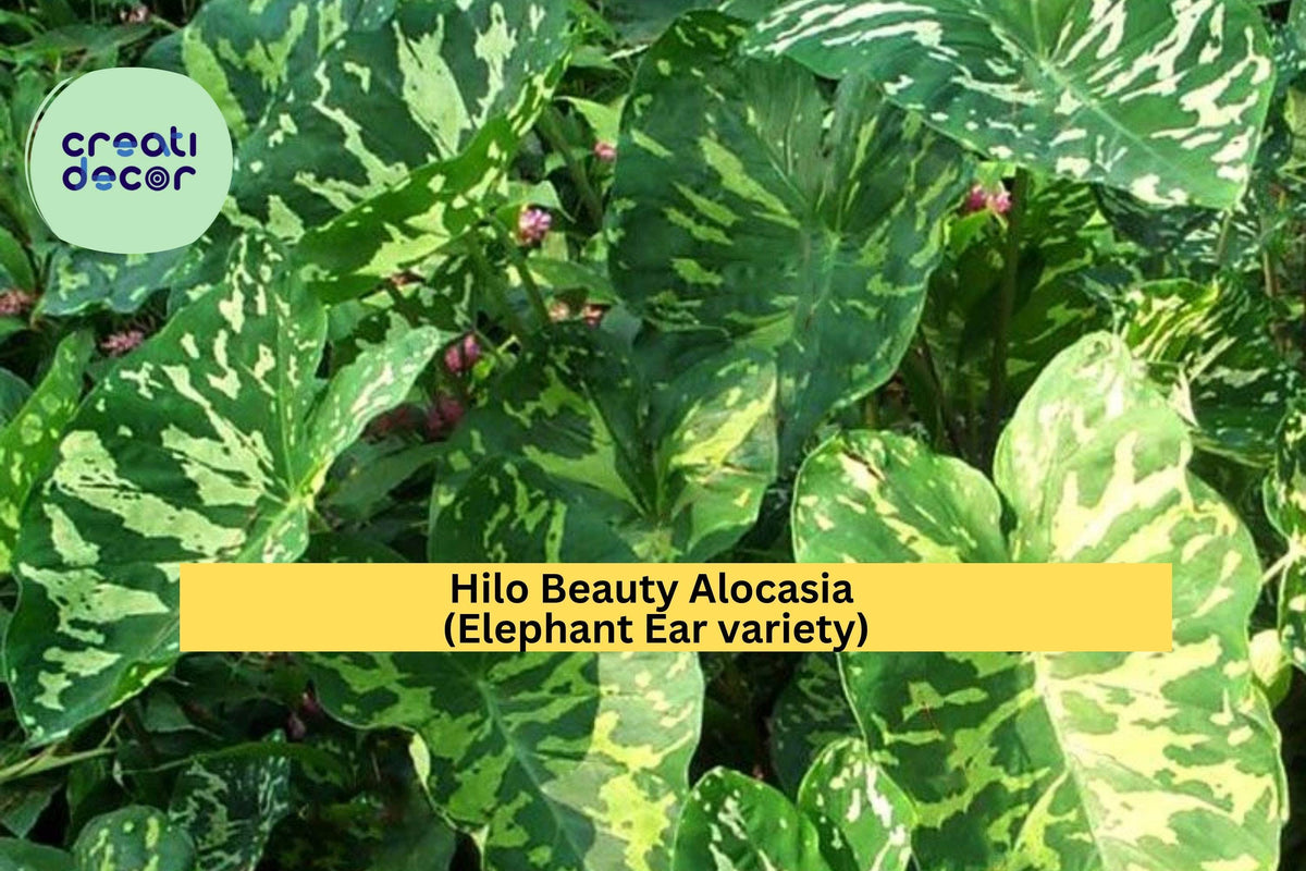 Live Rooted Hilo Beauty Alocasia Plant – Variegated Elephant Ear, Tropical Indoor/Outdoor Houseplant, Alocasia macrorrhizos