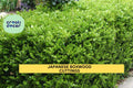 12 Japanese Boxwood Cuttings | Unrooted Buxus microphylla Shrubs for Hedge, Privacy Screen & Garden Border