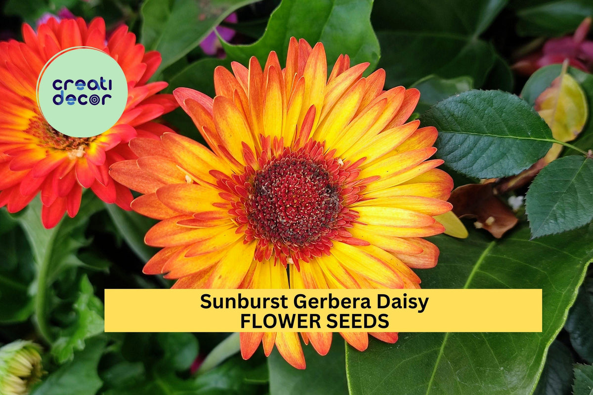 Sunburst Gerbera Daisy Seeds 200+ | Bright Yellow-Orange Blooms | Gerbera jamesonii | Summer Annual Flowers