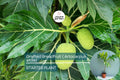 Grafted Breadfruit Tree – Live Tropical Fruit Plant, Artocarpus altilis, 3′-4′ Starter, Fast Yield, Edible Fruit, Tropical Gardening