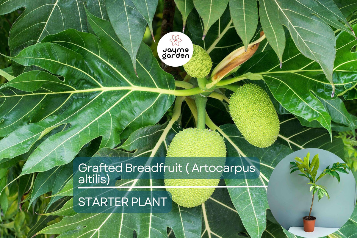 Grafted Breadfruit Tree – Live Tropical Fruit Plant, Artocarpus altilis, 3′-4′ Starter, Fast Yield, Edible Fruit, Tropical Gardening