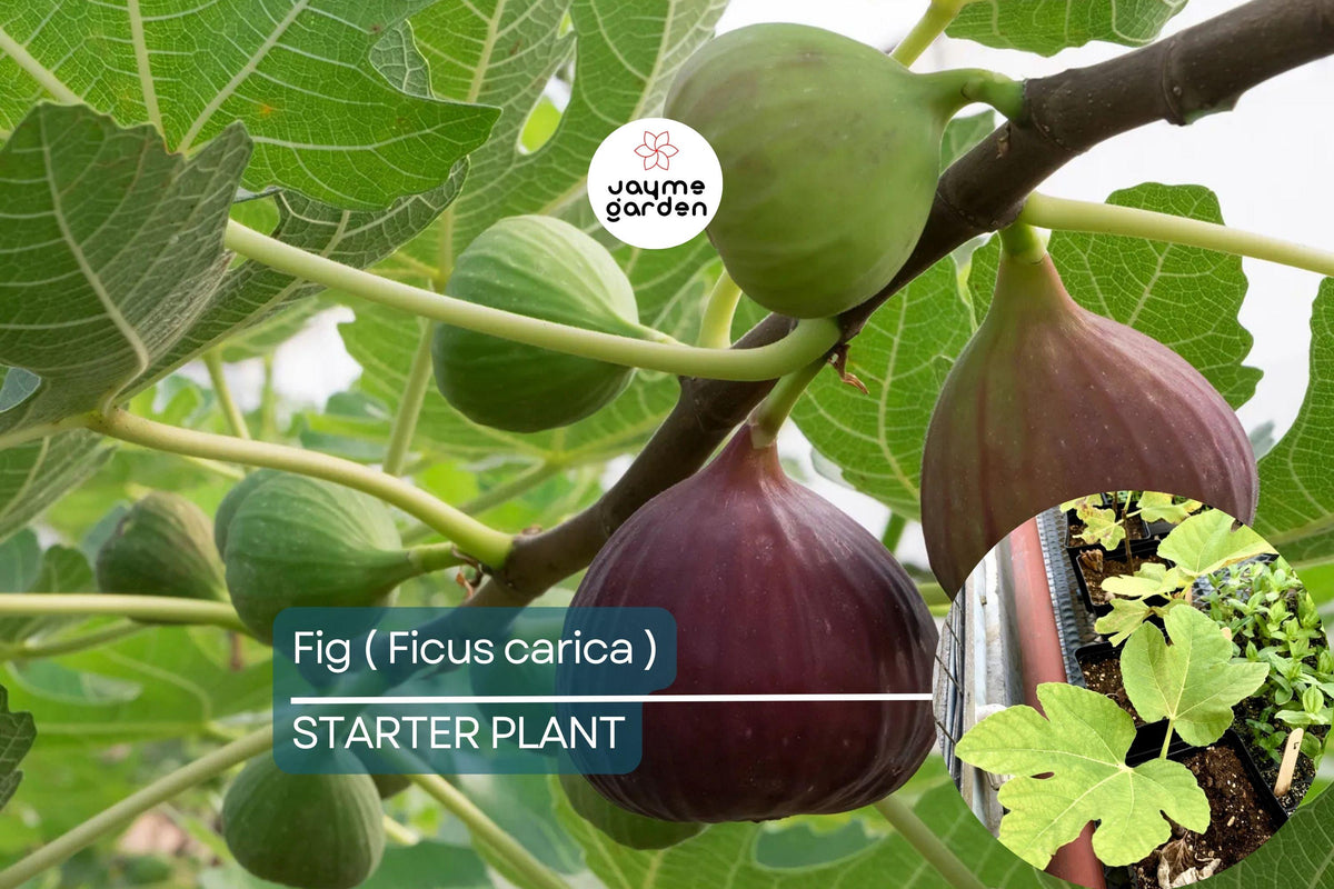 Ficus Carica Live Fig Tree Starter Plant – Tropical Edible Fruit Tree for Gardens & Containers