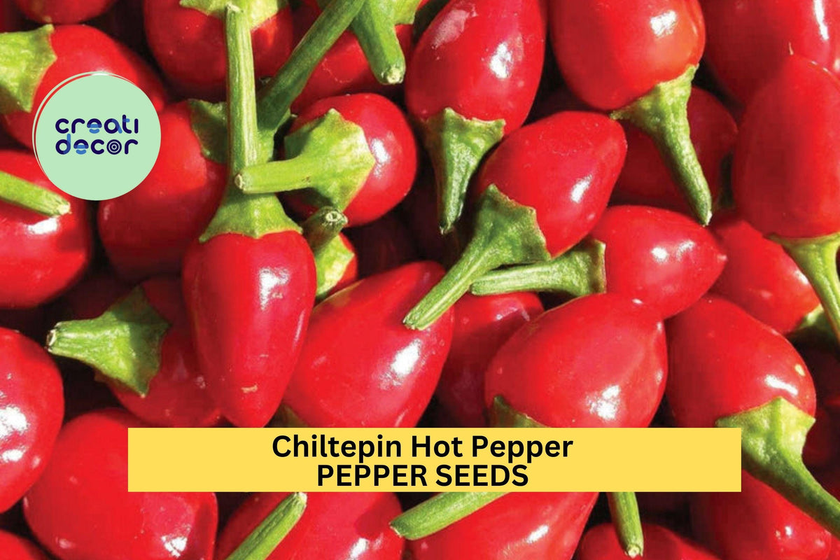 Chiltepin Hot Pepper Seeds – 3 Packs of 250mg Wild Capsicum annuum var. glabriusculum for Salsas, Pickling & Hot Sauces