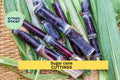 Black Sugar Cane Starter Plants – 2 Rooted Vietnamese Saccharum officinarum Cuttings, Rare Purple Cane Variety for Home Gardens