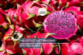 Halley’s Comet Dragon Fruit Plant | Hylocereus Undatus | Red Flesh, Rooted 4-7 Inches | Full Sun, Hardy to 32°F | Home Garden & Container