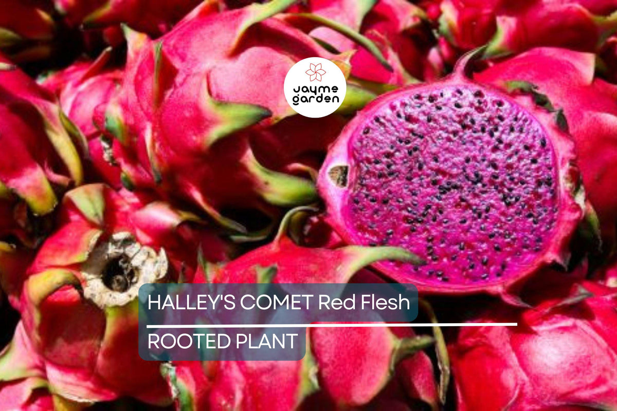 Halley’s Comet Dragon Fruit Plant | Hylocereus Undatus | Red Flesh, Rooted 4-7 Inches | Full Sun, Hardy to 32°F | Home Garden & Container