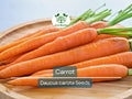 Bulk Carrot Seeds 1250 Daucus carota Organic Non-GMO Microgreens & Vegetable Planting