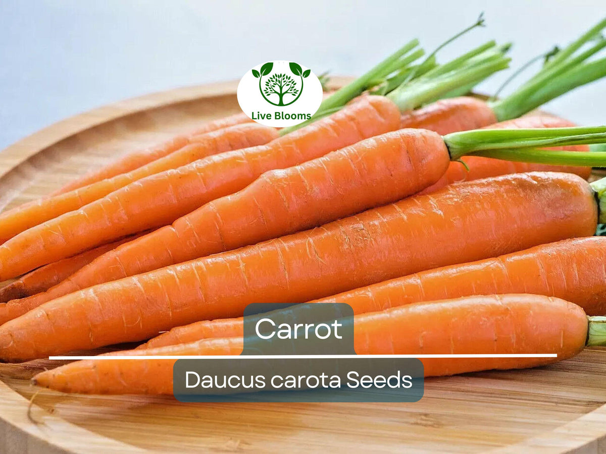 Bulk Carrot Seeds 1250 Daucus carota Organic Non-GMO Microgreens & Vegetable Planting