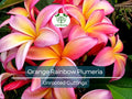 Orange Rainbow Plumeria Unrooted Cutting – Frangipani Tropical Flower, Garden & Indoor Plant, 8-12 Inches