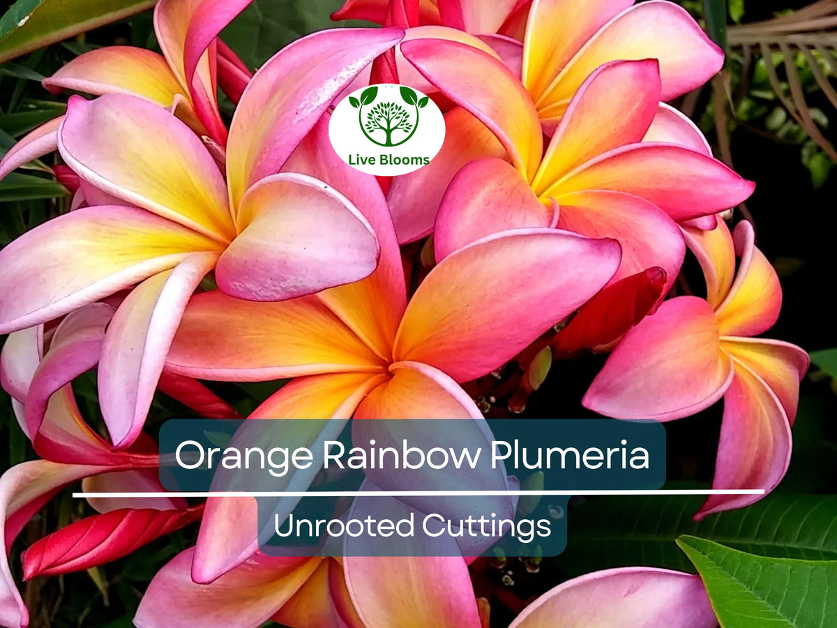 Orange Rainbow Plumeria Unrooted Cutting – Frangipani Tropical Flower, Garden & Indoor Plant, 8-12 Inches