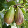 Brunswick Fig Cuttings 6-8 Inches Unrooted Ficus carica Cold Hardy Heirloom Fruit Tree
