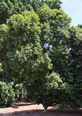 Green Gem Ficus Tree 2.5 Inch Pot | Compact Evergreen Ficus microcarpa ‘Green Gem’ Indoor Live Plant