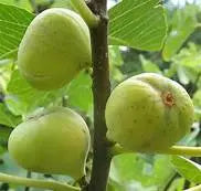 Brooklyn White Fig Cuttings – Organic Unrooted 6-8" Heirloom Fruit Tree Propagation Material