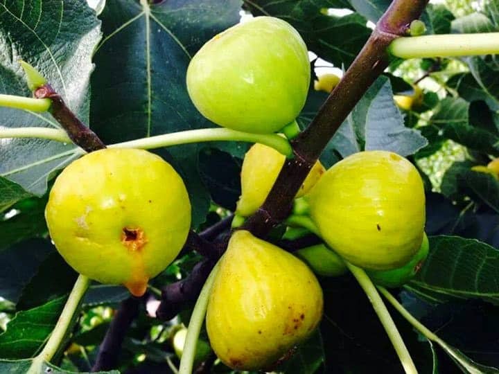 White Marseilles Fig Cuttings – 6 Unrooted Ficus carica Dormant Propagation Material