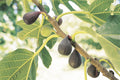 Violette de Bordeaux Fig Tree – Bare Root Starter Plant – Self-Fertile Dwarf Ficus carica with Sweet Dark Purple Figs