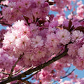 Kwanzan Cherry Blossom Tree Cuttings - Unrooted 8-10" Prunus serrulata Pink Double Flowers for Grafting & Landscaping