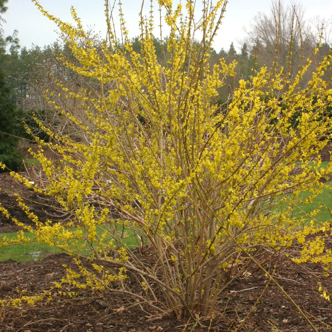Forsythia Cuttings 6–8 Inches Unrooted Hardwood Stems Bright Yellow Spring Blooms Live Plant Propagation