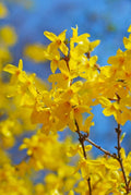 10 Unrooted Hardwood Forsythia Cuttings - Lynwood Golden Forsythia Forsythia × intermedia Yellow Flowering Hedge Propagation Stems