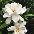 Frostproof Gardenia Live Plant in 1 Gallon Pot – Cold Hardy, Fragrant White Blooms, Evergreen Shrub, Easy Care, Gardenia jasminoides