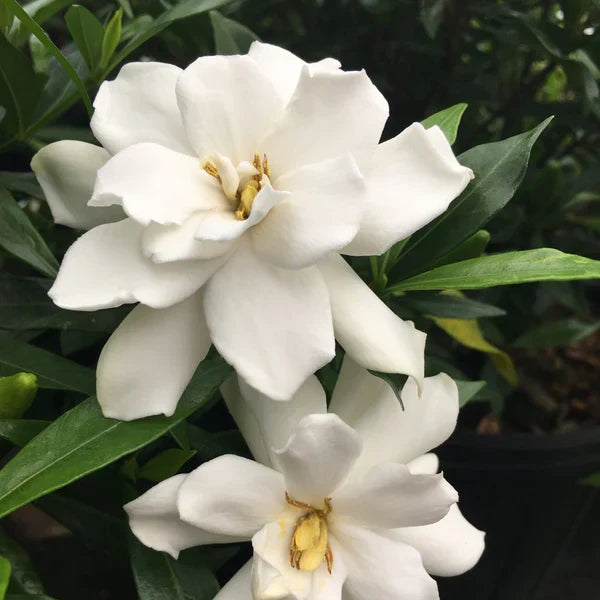 Frostproof Gardenia Live Plant in 1 Gallon Pot – Cold Hardy, Fragrant White Blooms, Evergreen Shrub, Easy Care, Gardenia jasminoides