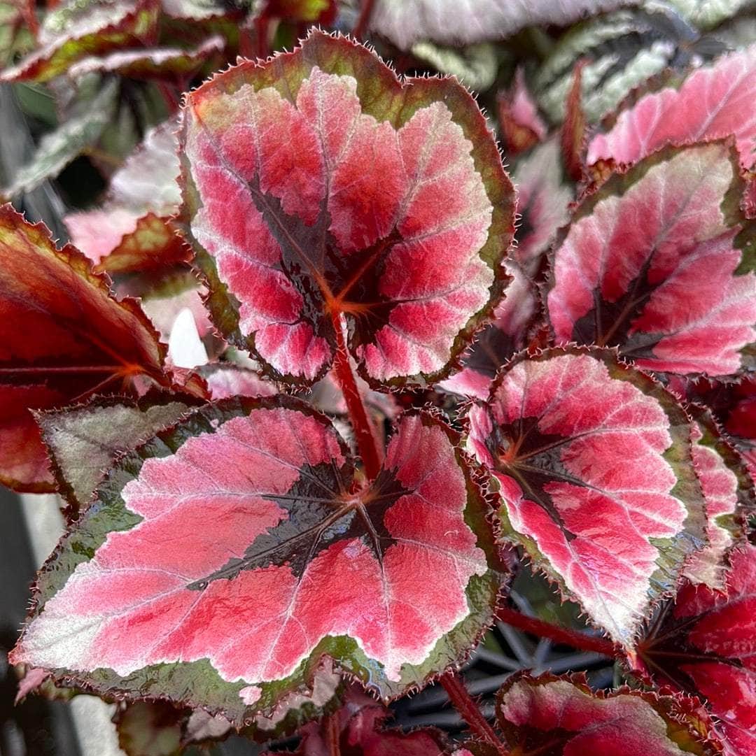 Begonia Red Robin Live Plant 4–6 Inches Tall - Bareroot Tropical Indoor Houseplant with Deep Red Variegated Foliage