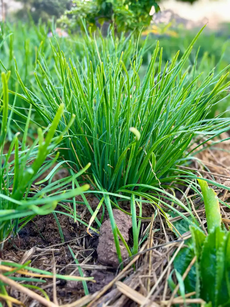 55 Garlic Chives Live Plants - Organic Bare Root Allium Tuberosum Perennial Herb for Kitchen & Garden