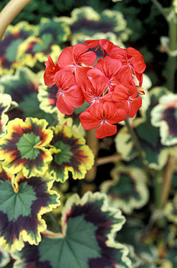 Rare Variegated Zonal Pelargonium Cutting | 6-Inch Live Plant | Colorful Foliage | Geranium Propagation | Garden & Houseplant