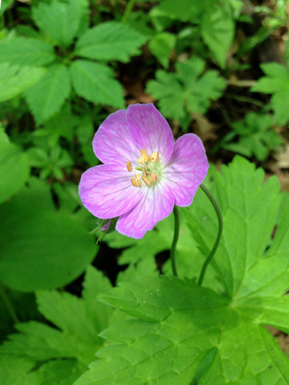 10 Wild Geranium Bulbs (Geranium canadense) – Native Perennial Shade Garden Plants