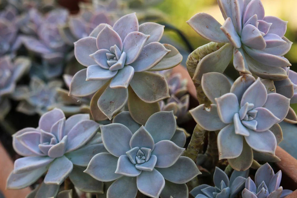 2 Echeveria Ghost Plant Cuttings – Unrooted Succulent Stems for Propagation – Graptopetalum paraguayense – Easy Indoor Plant
