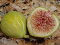 Sicilian White Fig Cutting - 3+ Nodes, 8"+ Long | Ficus carica - Heirloom, Sweet White Fig Tree for Propagation or Grafting