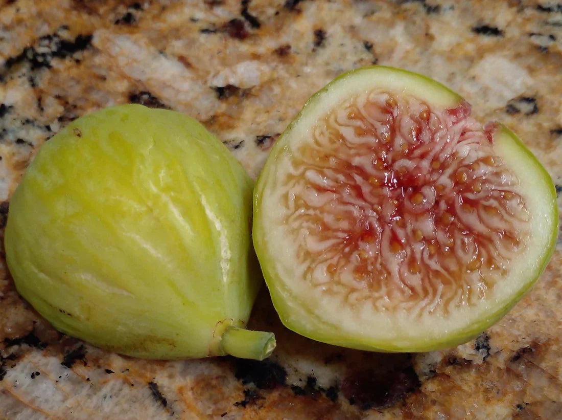 Sicilian White Fig Cutting - 3+ Nodes, 8"+ Long | Ficus carica - Heirloom, Sweet White Fig Tree for Propagation or Grafting