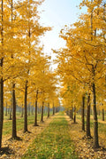 Ginkgo Biloba Live Tree 6–12” Tall - Bareroot Hardy Deciduous Tree for Zones 3–9