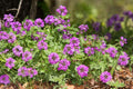 Glandularia bipinnatifida Seeds – Dakota Vervain Wildflower, 50 Non-GMO Perennial Seeds for Native Pollinator Gardens