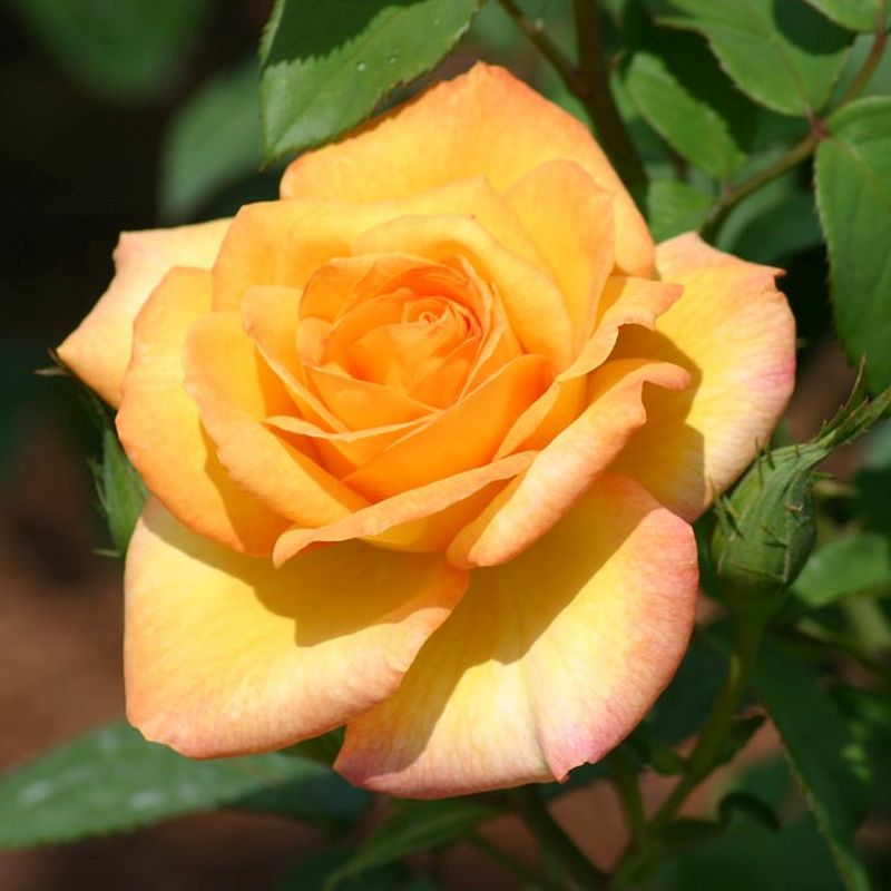 Gold Medal Rose Bush | Bare Root Live Hybrid Tea Rose Plant | Fragrant Golden-Yellow Repeat Bloomer