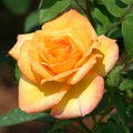 Gold Medal Rose Bush | Bare Root Live Hybrid Tea Rose Plant | Fragrant Golden-Yellow Repeat Bloomer
