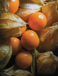 Fresh Unrooted Golden Berry 'V Pineapple' Cuttings | Physalis Peruviana | Cape Gooseberry, Inca Berry, Organic