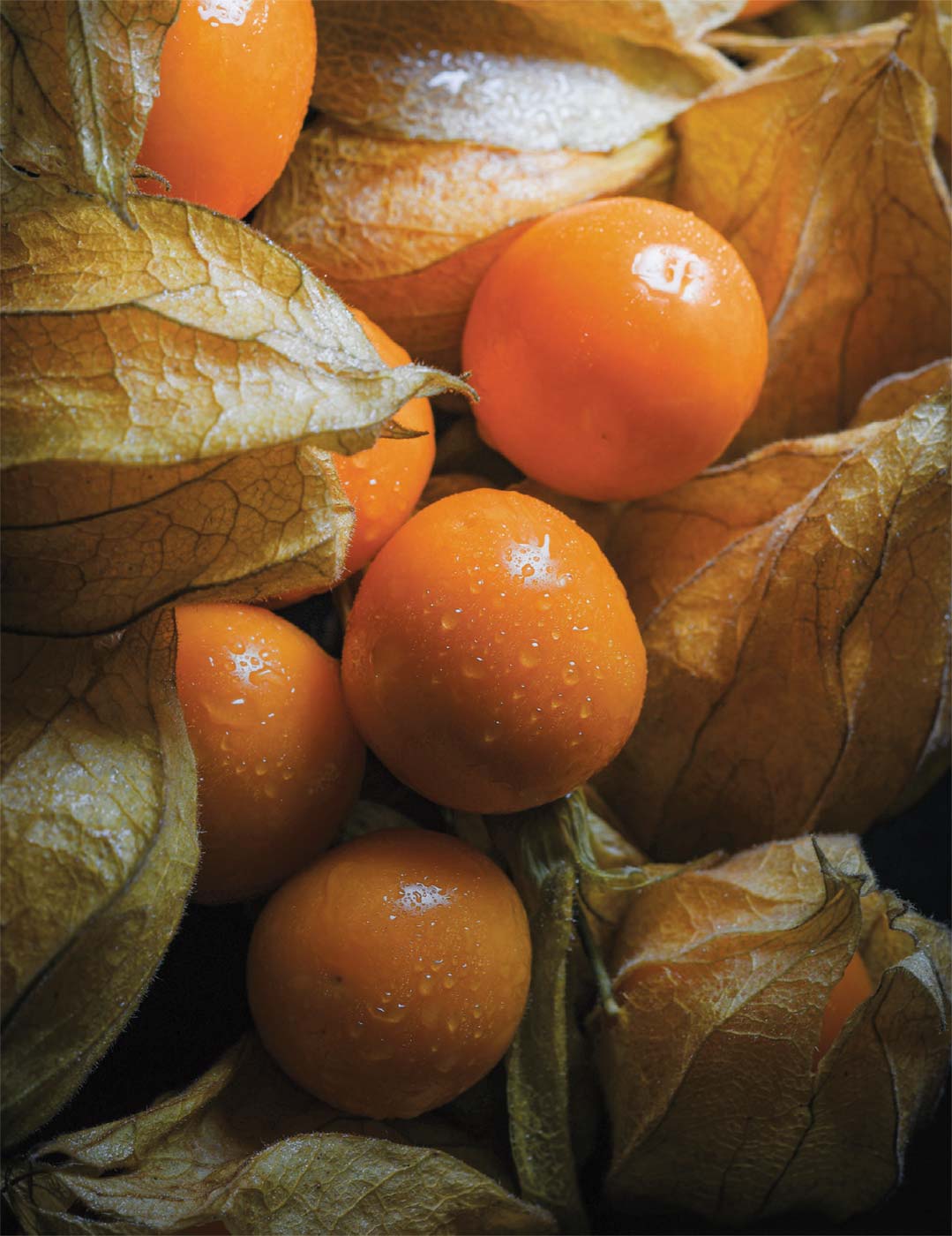 Fresh Unrooted Golden Berry 'V Pineapple' Cuttings | Physalis Peruviana | Cape Gooseberry, Inca Berry, Organic