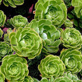 Fresh Green Aeonium Cutting – Unrooted Succulent Stem for Propagation – Indoor/Outdoor Plant – Aeonium arboreum