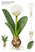 Haemanthus albiflos Rooted Bulbs - Paintbrush Plant with White Flowers for Indoor & Outdoor Gardening