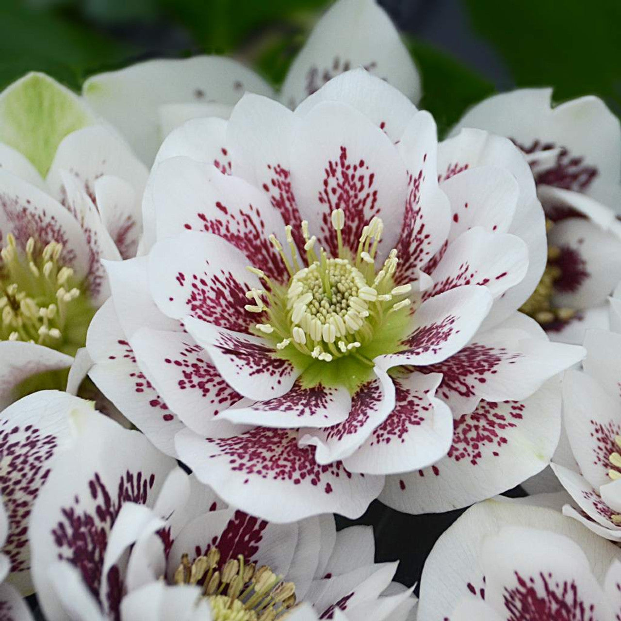 Hellebore Confetti Cake Perennial Shade Plant – Helleborus x hybridus, Lenten Rose, Established Gal Size
