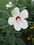 Hibiscus Moscheutos Seeds – Native Perennial with Large Pink and Red Flowers for Wetlands, Pond Edges, and Rain Gardens
