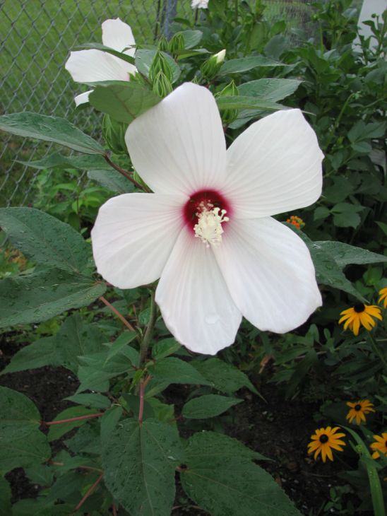 Hibiscus Moscheutos Seeds – Native Perennial with Large Pink and Red Flowers for Wetlands, Pond Edges, and Rain Gardens