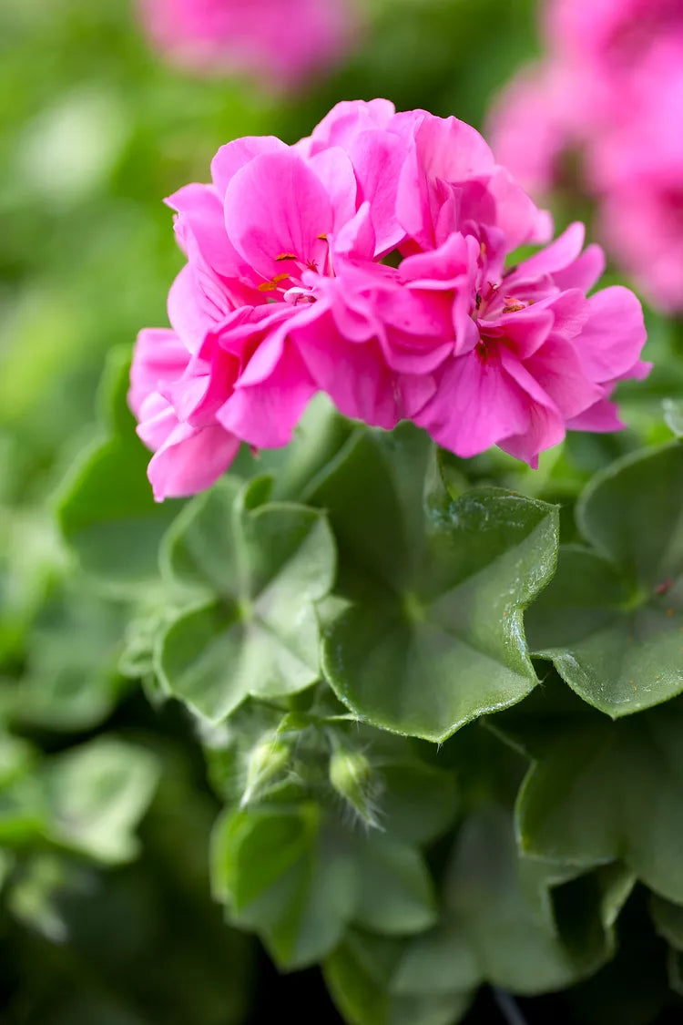 10 Fresh 6" Pelargonium hortorum Geranium Cuttings – Pink Flowering Unrooted Stems for Garden Beds & Containers