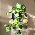Manjula Pothos Live Plant in 2" Pot, Variegated Epipremnum aureum Harlequin, Indoor Houseplant, Rooted Vine, Low Light Tolerant