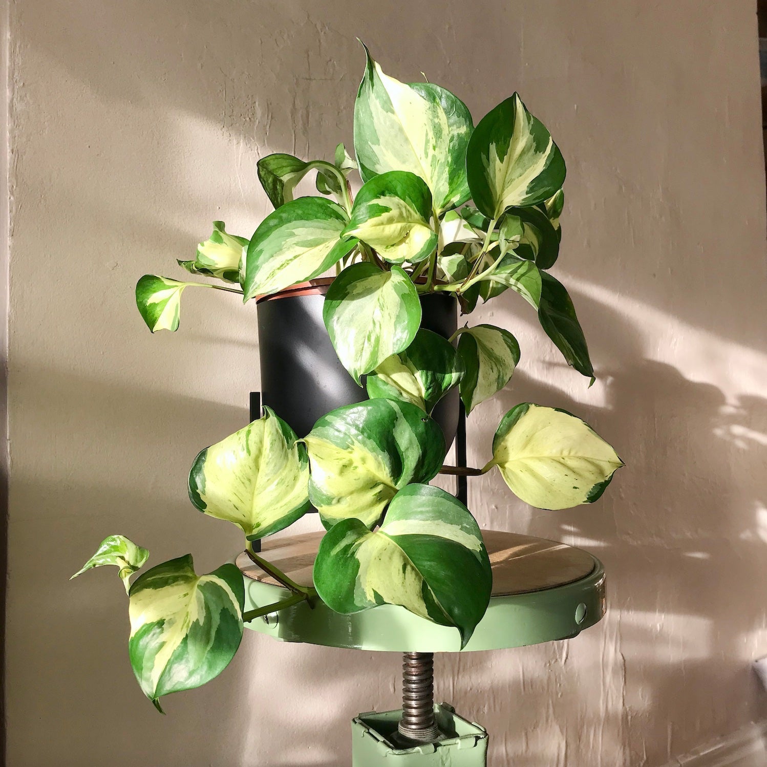 Manjula Pothos Live Plant in 2" Pot, Variegated Epipremnum aureum Harlequin, Indoor Houseplant, Rooted Vine, Low Light Tolerant