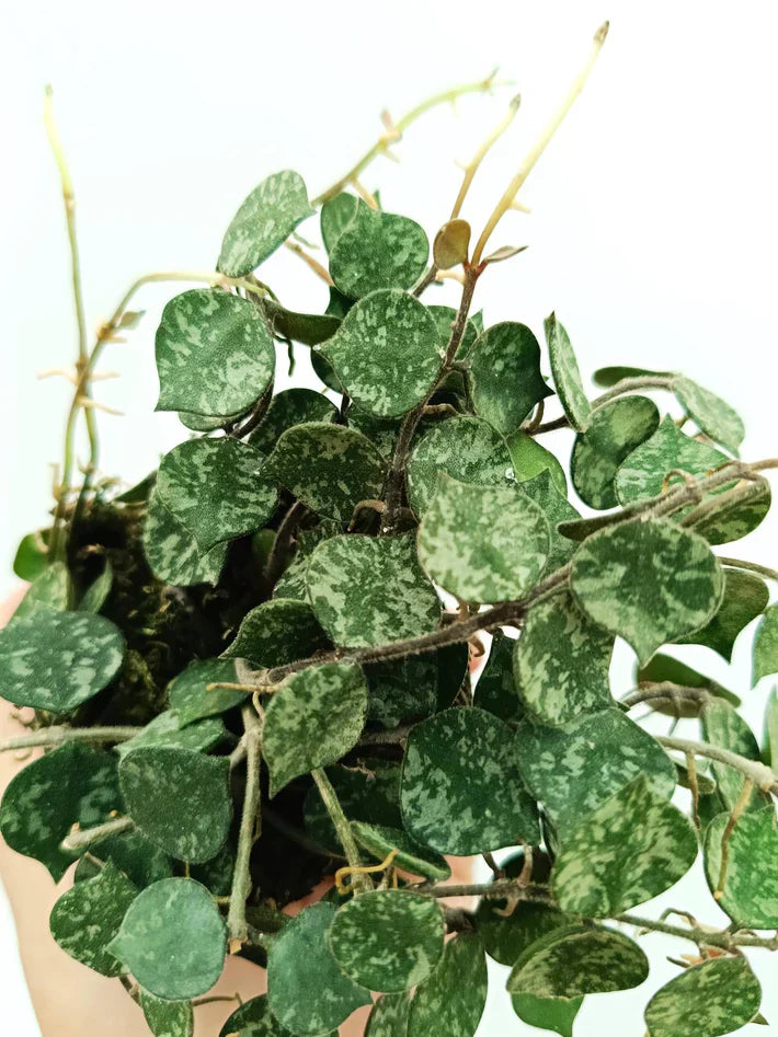 Hoya curtisii Cutting 6-inch Unrooted Silver-Leaf Wax Plant for Propagation, Trailing Indoor Houseplant