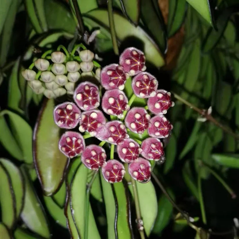 Bareroot Hoya wayetii Live Rooted Plant – Trailing Wax Plant with Fragrant Clusters – Easy-Care Tropical Houseplant for Indoor Growing