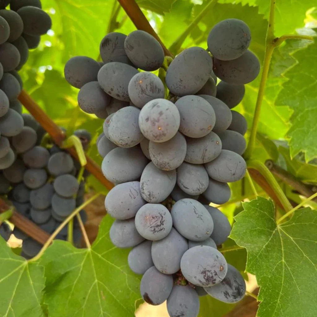 Unrooted Grape Cuttings 5pcs Jupiter Seedless Vitis vinifera Sweet Red Table Grapes Muscat Flavor Backyard Vines