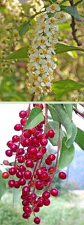 Choke Cherry Tree - 2 Ft Bare Root Prunus virginiana with Fragrant White Flowers & Edible Red to Purple Fruit