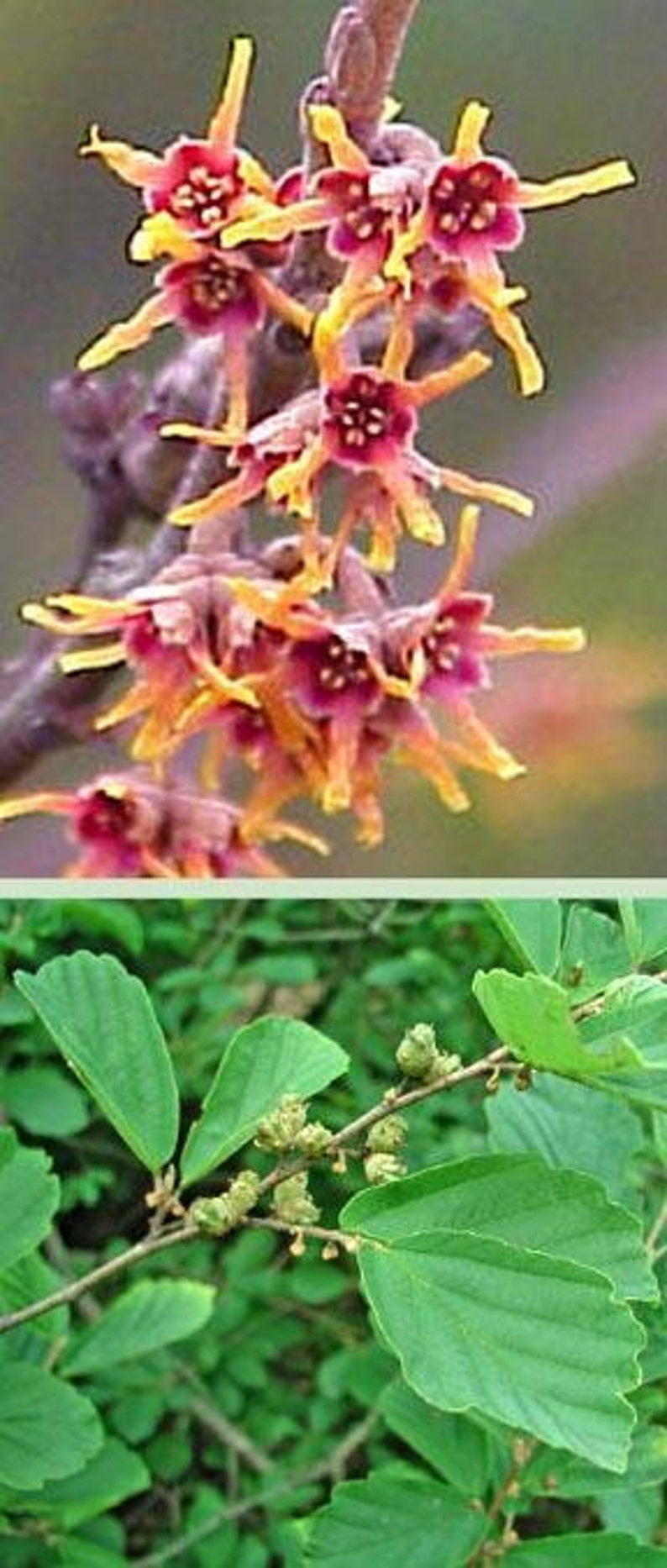 Witch Hazel Shrub 18-24 Inch Bare Root with Fragrant Yellow Flowers, Twisting Branches, Fall Colors Hammamelis virginiana